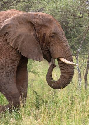 Serengeti-7653.jpg - profile.....