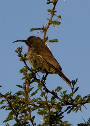 Serengeti-7675.jpg - a Sunbird - scarlet-chested?
