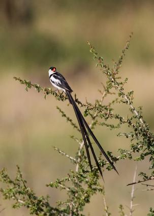 Serengeti-7755.jpg - Pin-tailed Whydah
