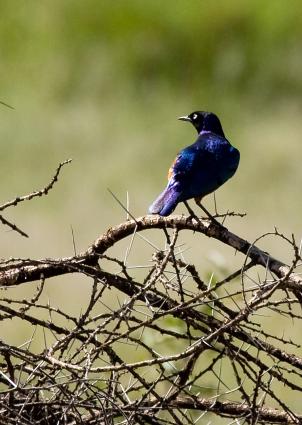 Serengeti-7852.jpg - Superb Starling