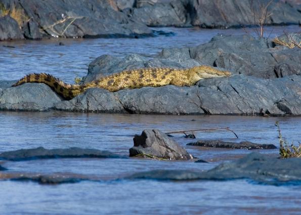 Serengeti-7868.jpg - Nile Crocodile