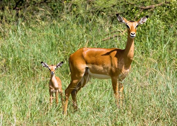 Serengeti-8010.jpg - Mama and baby Impala
