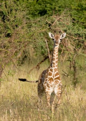 Serengeti-8194.jpg - young giraffe