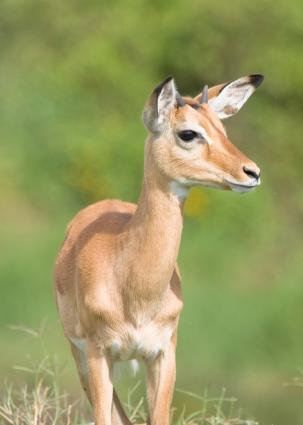 Serengeti-8388.jpg - Young male Impala