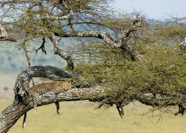 Serengeti-8392.jpg - Second sleeping leopard in a tree