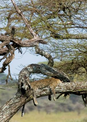 Serengeti-8395.jpg