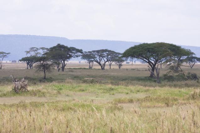 Serengeti-8566.jpg - In the Seronera Valley
