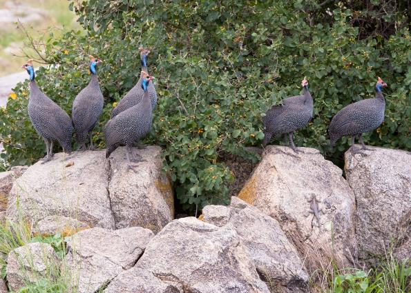 Serengeti-8588.jpg - These Helmeted Guineafowl are right behind the sleeping lions