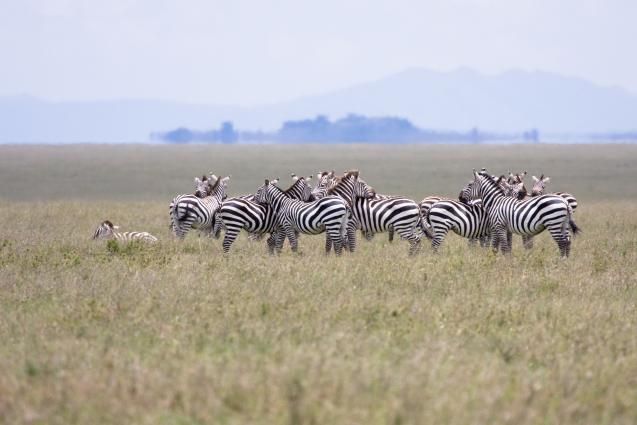 Serengeti-8596.jpg - zebra on the serengeti