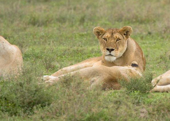 Serengeti-8744.jpg - lion hunter waking up