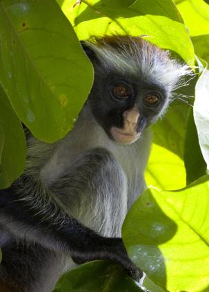 Zanzibar-5343.jpg - Red Colobus monkey (ONLY in Zanzibar)