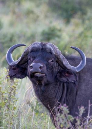 Ngorongoro-0234.jpg - do the horns look like a cheap wig???