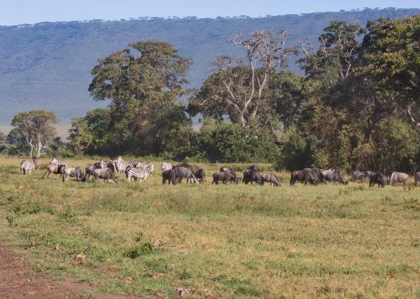 Ngorongoro-0432.jpg - zebra, wildbeest, cape buffalo in the crater