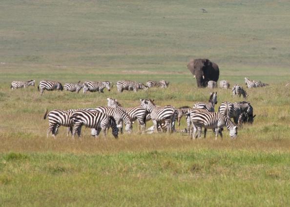 Ngorongoro-0549.jpg - zebra and an elephant and not in separate pens (this is real life)