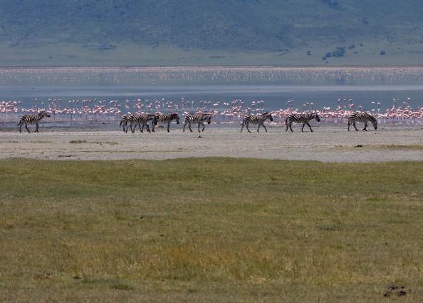 Ngorongoro-0746.jpg - zebra, a lake in the crater filled with flamingos