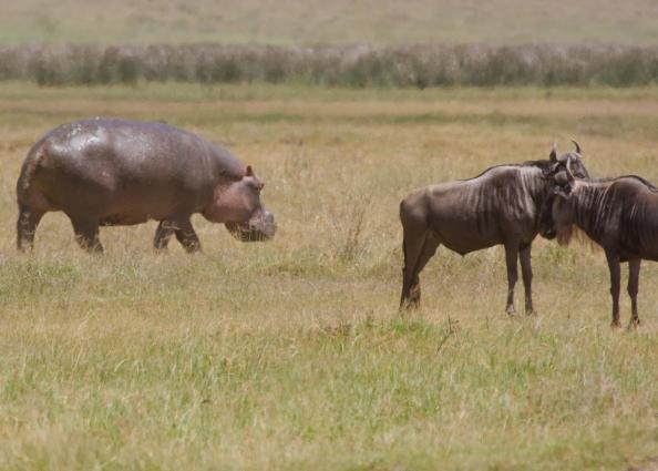 Ngorongoro-0842.jpg - hippo and wildebeest (they all live together in nature)