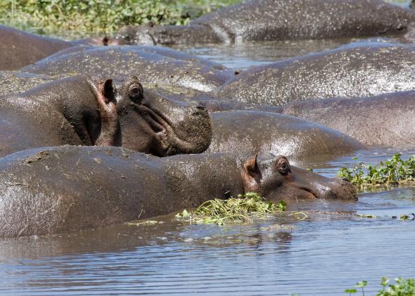 Ngorongoro-0868.jpg - a hippo pool