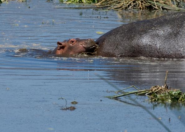Ngorongoro-0912.jpg - Baby Hippo