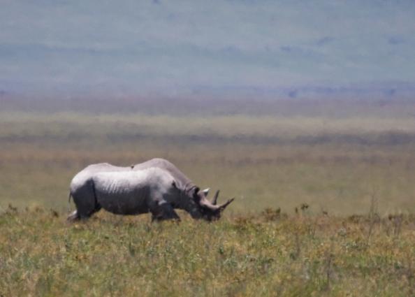 Ngorongoro-0931.jpg - Rhino #3