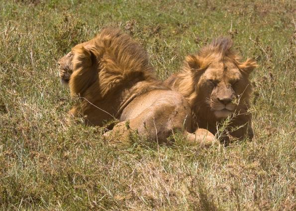 Ngorongoro-1011.jpg - More lions