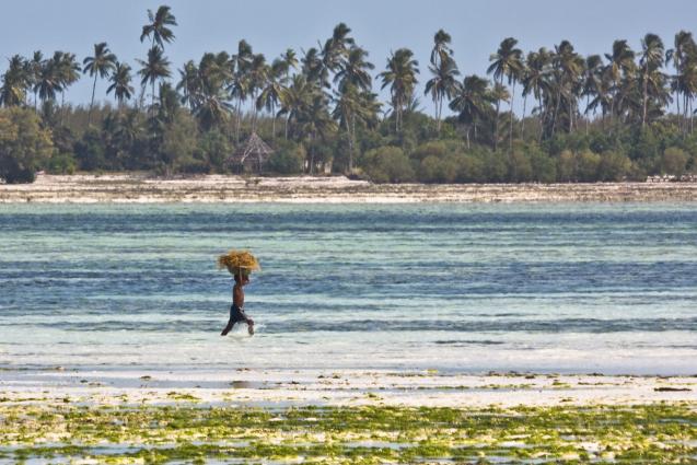 Zanzibar-5119.jpg - Bringing in the seaweed