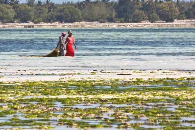 Zanzibar-5138.jpg - Bringing in the seaweed