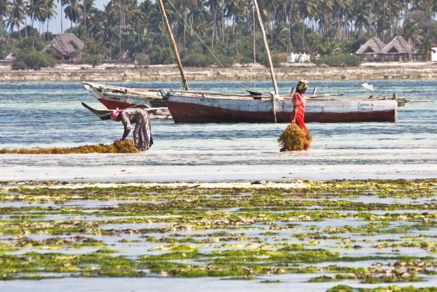 Zanzibar-5144.jpg - seaweed harvest