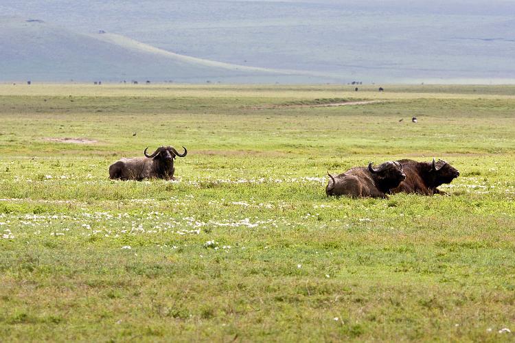 2009_Ngorongoro_40A-8826.jpg