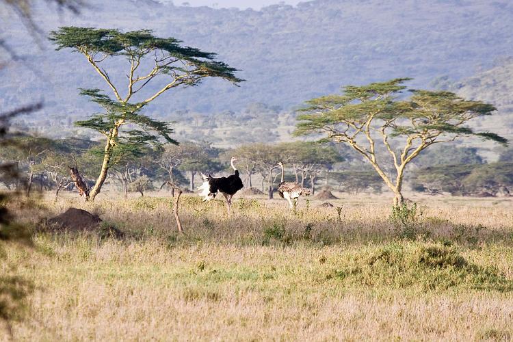 2009_Serengeti_40A-2363.jpg
