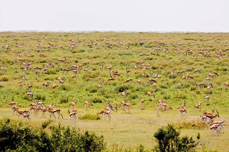 2009_Serengeti_40A-2531.jpg