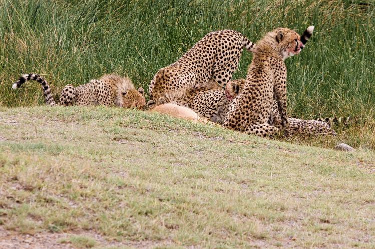 2009_Serengeti_40A-2930.jpg