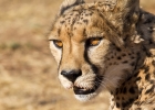 MG 5033  We went on the feeding rounds for cheetah and caracal