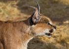 MG 5067  Caracal