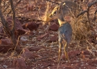 MG 5120  Dik-dik