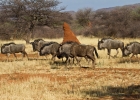 MG 5216  Wildbeest
