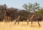 MG 5241  Giraffe are taller when you&#39;re standing on the ground