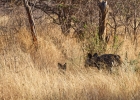 MG 5248  Wild dogs also called painted dogs on foot