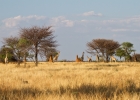 MG 5259  Walking safari