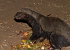 MG 5308  Honey badger at the night hide