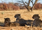 MG 5335  Tracking cheetah brothers on foot