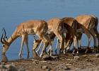 MG 5509  Blackfaced impala