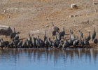 MG 5516  Helmeted guineafowl