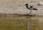 MG 5712  Blacksmith lapwing