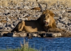 MG 5756  Lions at the other end of the watering hole
