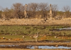 MG 5787  Kori bustand and giraffe