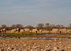 MG 5824  Elephants coming for a drink at sundown