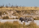 MG 5923  We awoke 2 black rhinos
