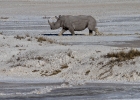 MG 5954  Rhinos running through the pan