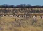 MG 5998  Springbok
