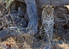 MG 6002  Leopard beside the road